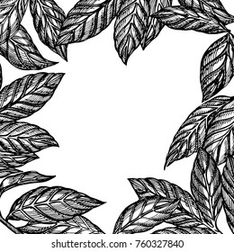 Cocoa bean pods vector illustration. Engraved Sketch style botanical plants frame. Organic food illustration.