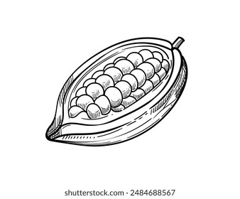 Cocoa bean seed hand drawn sketch. Cooking ingredient for chocolate vector illustration
