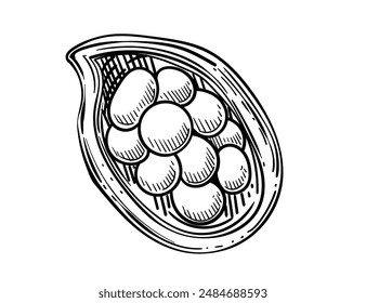 Cocoa bean seed hand drawn sketch. Cooking ingredient for chocolate vector illustration