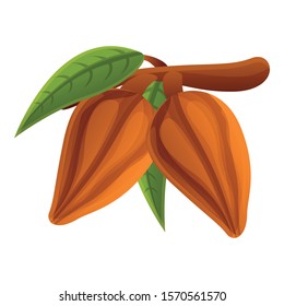 Cocoa bean tree branch icon. Cartoon of cocoa bean tree branch vector cacao icon for web design isolated on white background