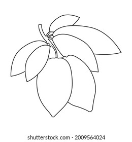Cocoa bean vector outline icon. Vector illustration cacao on white background. Isolated outline illustration icon of cocoa bean .