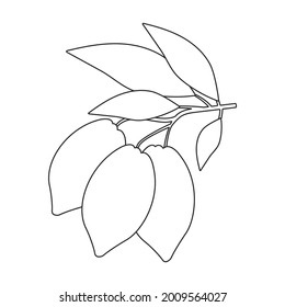 Icono de contorno vectorial del frijol de cacao. Cacao de ilustración vectorial sobre fondo blanco. Icono de ilustración de esquema aislado del frijol de cacao.
