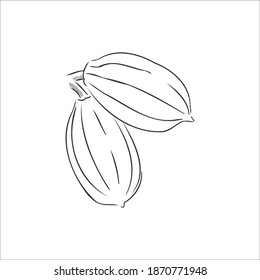 cocoa beans. black and white sketch drawing. vector eps 10