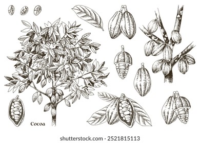 Cocoa beans botanical illustrations set