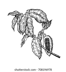 Cocoa beans branch black and white illustration. Engraved style illustration. Chocolate cocoa beans. Vector illustration isolated in white background