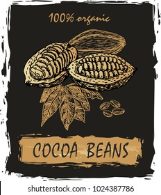 Cocoa beans branch colorful illustration. Engraved style illustration. Chocolate cocoa beans. Vector illustration