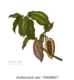 Cocoa beans branch colorful illustration. Engraved style illustration. Chocolate cocoa beans. Vector illustration isolated in white background