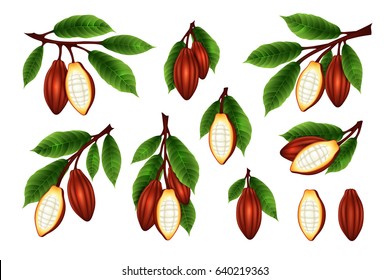 Cocoa beans branches collection. Vector isolated illustration in realism style. 