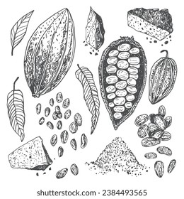 Cocoa beans chocolate hand drawn vector illustration