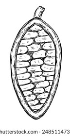 Cocoa beans for chocolate in hand drawn sketch style