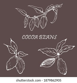 Cocoa beans, chocolate, chocolate packaging design. flower clip art