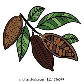 Cocoa beans. Chocolate. Vector illustration on white background.