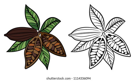 Cocoa beans. Chocolate. Vector illustration on white background.