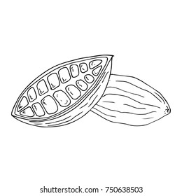 Cocoa beans. Cut fruit of cocoa tree. Vector illustration.