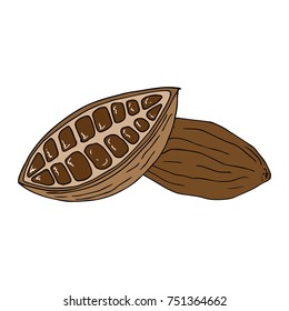 Cocoa beans. Cut fruit of cocoa tree. Vector illustration. Hand drawn cocoa beans.