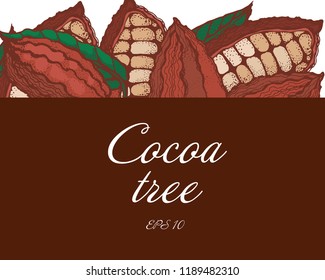 cocoa beans, engraving style, color banner, vector, hand drawing, isolated