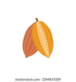 cocoa beans flat design vector illustration. kakao fruit