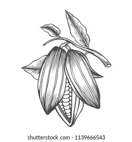 Cocoa beans freehand drawing, chocolate fruit, vector illustration, invigorating ingredient cocoa drink, vintage style