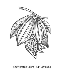Cocoa beans freehand drawing, chocolate fruit, vector illustration, invigorating ingredient cocoa drink, vintage style