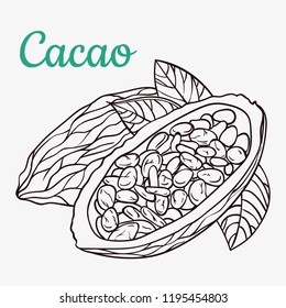 Cocoa beans freehand drawing, chocolate fruit, invigorating ingredient cocoa drink.