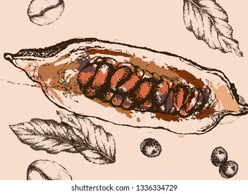 Cocoa beans freehand drawing, chocolate fruit, vector illustration, invigorating ingredient cocoa drink. Decorative retro design, print, card, banner. Vintage coffee frame.