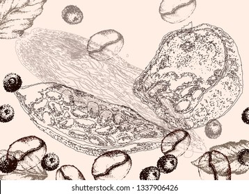 Cocoa beans freehand drawing, chocolate fruit, vector illustration, invigorating ingredient cocoa drink. Decorative retro design, print, card, banner. Vintage coffee frame.