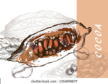 Cocoa beans freehand drawing, chocolate fruit, vector illustration, invigorating ingredient cocoa drink. Decorative retro design, print, card, banner. Vintage coffee frame.