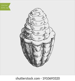 Dibujo a mano alzada con granos de cacao, fruta de chocolate, ilustración vectorial, estilo vintage