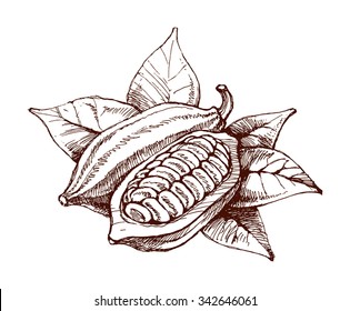 Cocoa beans freehand drawing, chocolate fruit, vector illustration, invigorating ingredient cocoa drink, vintage style