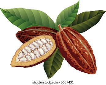 Cocoa beans with green leaves.