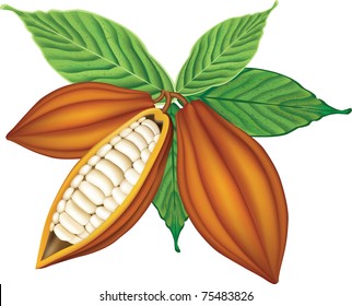 Cocoa beans with green leaves.