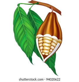 Cocoa beans with green leaves.