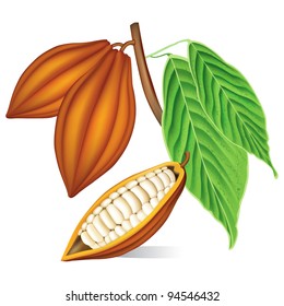 Cocoa beans with green leaves.