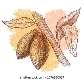 Cocoa beans grow on the tree. Hand drawn vector illustration.