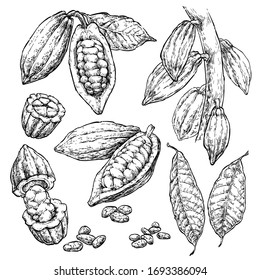 Cocoa beans hand draw vector set. Healthy food illustration in retro style. Engraved style illustration. Set 2