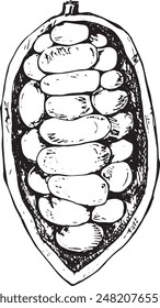 Cocoa beans hand drawn illustration