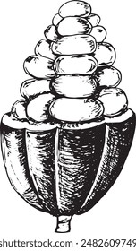 Cocoa beans  hand drawn illustration