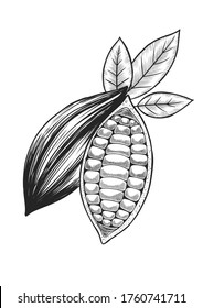 Esbozo de tinta dibujado a mano con granos de cacao. Ilustración vectorial. Aislado sobre fondo blanco. Vector de acciones