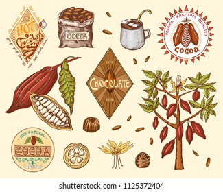 Cocoa beans and hot chocolate logos. modern vintage badges for the shop menu. Seeds of fruit on the plantation. calligraphy style for frames, labels. farm products. engraved hand drawn in old sketch.