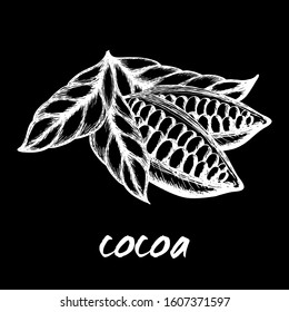 Cocoa beans illustration. Chocolate cocoa beans. Vector illustration.
