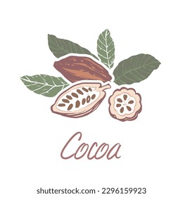 Cocoa beans illustration. Chocolate cocoa beans. Vector illustration
