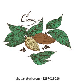 Cocoa beans illustration. Engraved style illustration. Chocolate cocoa beans. Vector illustration. Cosmetic package, shop, store, products, spa salon, wellness program, procedure, skin beauty