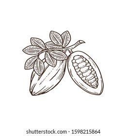 Cocoa beans illustration. Engraved style illustration. Chocolate cocoa beans. Vector illustration