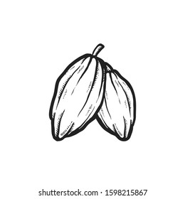 Cocoa beans illustration. Engraved style illustration. Chocolate cocoa beans. Vector illustration