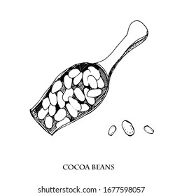 Cocoa beans illustration. Engraved style illustration. Chocolate cocoa beans in a big spoon. Cacao plant. Vector illustration