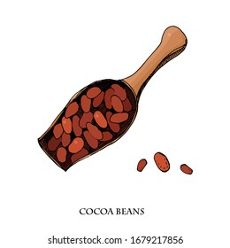 Cocoa beans illustration. Engraved style illustration. Chocolate cocoa beans in a big spoon. Cacao plant. Vector illustration