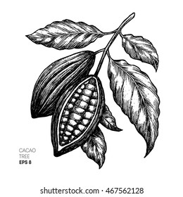 Cocoa beans illustration. Engraved style illustration. Chocolate cocoa beans. Vector illustration