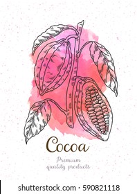 Cocoa beans illustration. Engraved style illustration. 