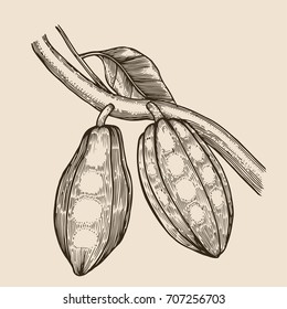 Cocoa beans illustration. Engraved style illustration. Chocolate cocoa beans. Vector illustration