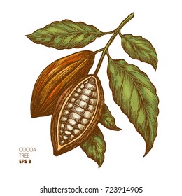 Cocoa beans illustration. Engraved style illustration. Chocolate cocoa beans. Vector illustration